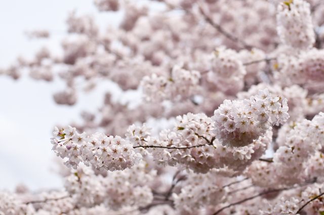 Close-up of Cherry Blossom Branches in Full Bloom - Download Free Stock Photos Pikwizard.com