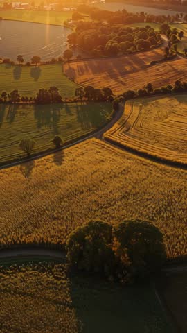 Soaring drone over golden wheat fields and lake at dusk | Vertical cinematic video