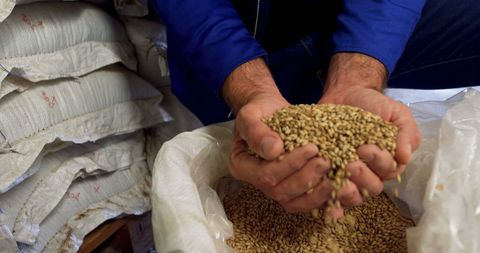 Farmer Holding Grains in Hand During Harvest - Download Free Stock Images Pikwizard.com