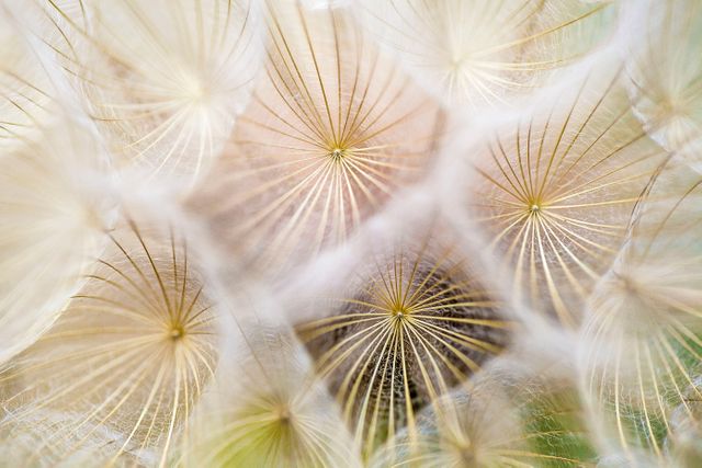 Displaying the delicate structure of dandelion seeds, this image features a macro, close-up view with soft, dreamy tones. Ideal for backgrounds, nature-themed projects, and botanical designs. Its abstract, geometric aesthetic makes it suitable for artistic expressions and creative layouts in websites, blogs, and print materials.