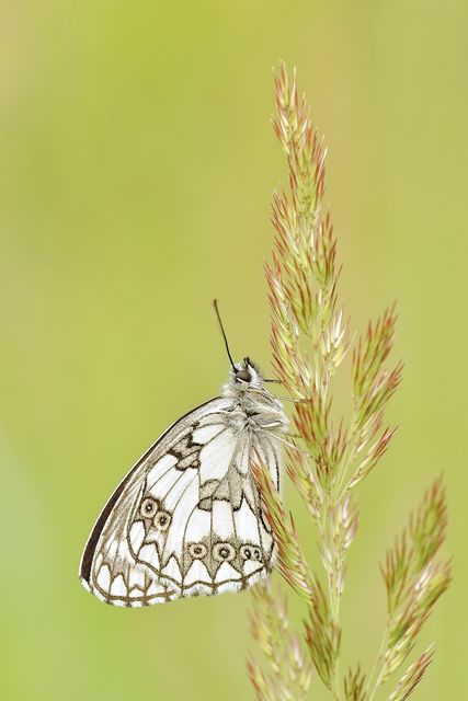 White butterfly on plant stem captures the fragile beauty of nature. Perfect for nature blogs, educational websites, and environmental campaigns highlighting biodiversity and wildlife preservation.