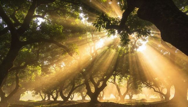 Golden sunbeams filtering through misty woodland grove, morning rays through canopy