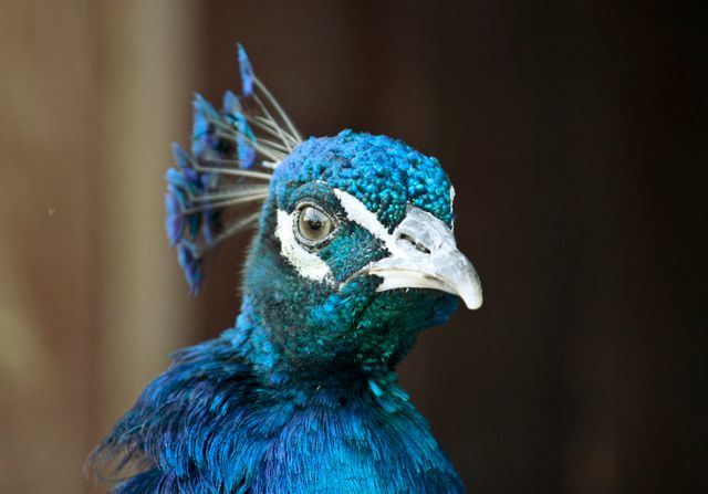Close-up image of a captivating blue peacock with vibrant feathers. Perfect for use in wildlife blogs, nature articles, educational materials, zoo promotions, and exotic bird-themed projects. Highlights the majestic beauty and detailed plumage of the peacock.