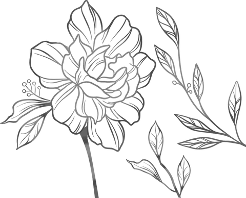 Botanical Line Art of Flower and Leaves on Transparent Background - Download Free Stock Videos Pikwizard.com