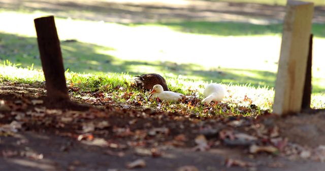 Ducks are seen resting on a sunny lawn surrounded by trees and fallen leaves. This serene scene emphasizes the quiet beauty of nature during daytime. It can be used for nature-themed content, wildlife conservation projects, or promoting tranquil outdoor environments.
