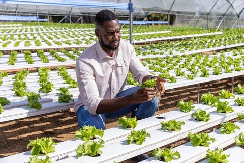 Young farmer examining lettuce in hydroponic greenhouse
