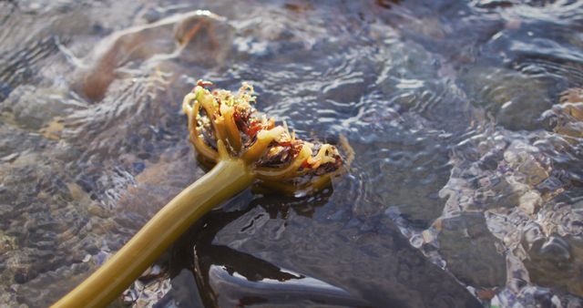 A single strand of seaweed lying in rippled shallow water. Suitable for nature themes, marine biology studies, environmental conservation materials, ocean-related publications, and coastal decorations.
