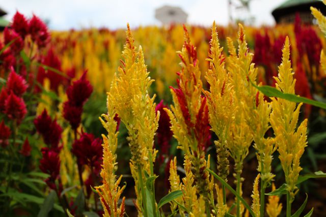 Close-up of vibrant yellow and red celosia flowers blooming in a lush garden. Perfect for use in gardening blogs, nature-themed websites, floral advertisements, and print materials celebrating outdoor beauty.