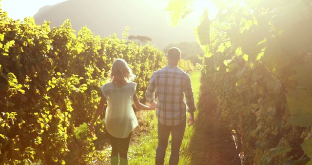 A romantic image of a couple walking hand in hand through a sun-lit vineyard during sunset. This serene and intimate scene is ideal for use in campaigns related to love, romance, or vineyard tours and travel. It can also be used in advertisements for eco-friendly or nature-focused products. The warm sunlight and lush greenery provide a peaceful and inviting atmosphere.