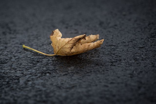 Dry autumn leaf lying on asphalt road. Captures quiet serenity of fall season, showing the beauty and texture of a single withered leaf against a dark background. Perfect for illustrating concepts of simplicity, season changes, and natural beauty.