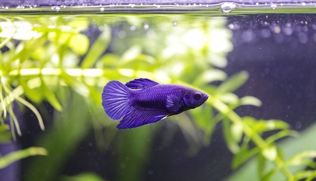 Vibrant purple betta fish swimming in planted aquarium with bokeh bubbles and foliage