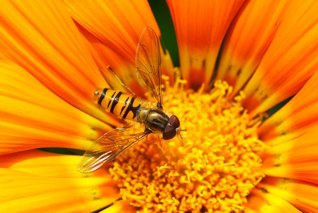 Detailed macro capture displaying a hoverfly on a radiant orange flower, illustrating the beauty of nature and pollination. Ideal for educational materials, nature articles, gardening blogs, and insect-related studies, as well as for use in presentations focused on biodiversity and ecological importance.
