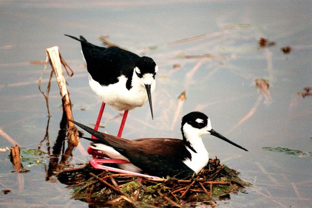 Two black-necked stilts engage in nesting behavior beside a swampy and shallow water environment in the Merritt Island National Wildlife Refuge. The stilts, with their characteristic black and white heads and long red legs, are typical residents of this coastal bay region. They usually protect their nests during the breeding season, showcasing their aggressiveness. Ideal for use in articles or presentations related to birdwatching, conservation efforts, and wildlife habitats.