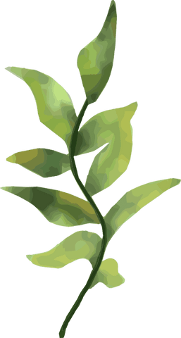 Stylized leafy branch illustration on transparent background