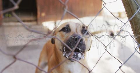 Foaming dog muzzle at chain-link fence in kennel