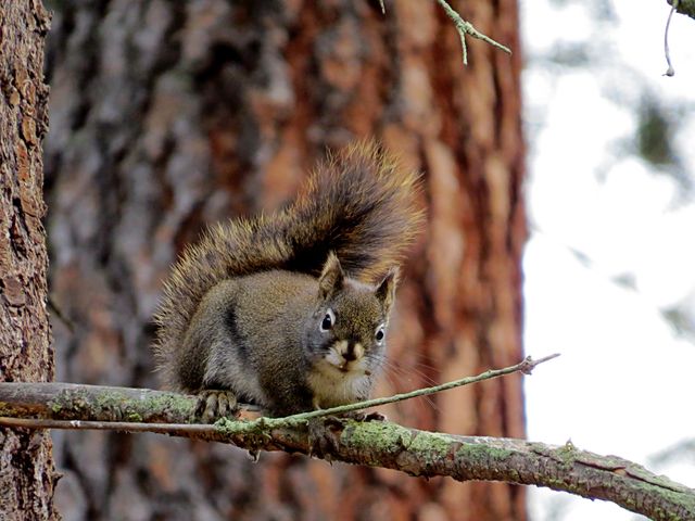 Curious Squirrel Perched on Tree Branch in Forest - Download Free Stock Photos Pikwizard.com