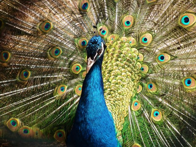 A peacock is proudly unfurling its colorful feathers showcasing intricate patterns and vibrant colors. Ideal for use in wildlife magazines, nature documentaries, educational materials, and decorative prints highlighting the beauty of natural wildlife and exotic animals.