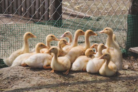 Fluffy yellow ducklings huddling and resting on farm ground near sunlit chain link fence