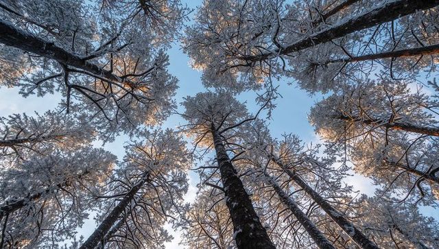 Sunlight-catching snowy pine and spruce canopy reaching upward toward clear winter sky