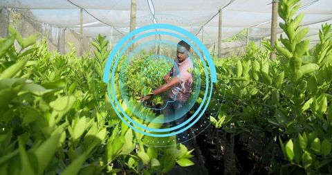 Tending nursery saplings under shade net with blue digital overlay showing smart farming