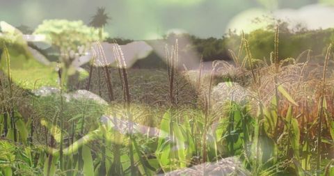 Swaying cereal crop with glowing tassels and dreamy double-exposure sunlight
