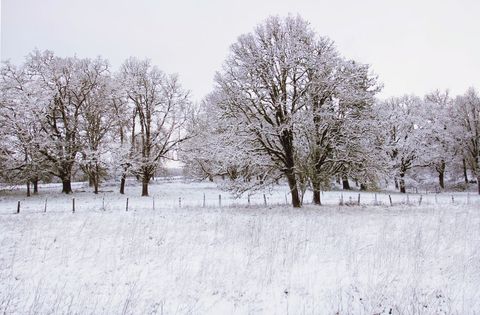Serene Winter Woodland Landscape with Snow-Covered Trees