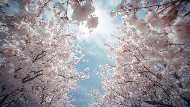 Sunlit cherry blossom canopy framing blue sky with drifting petals and pastel glow