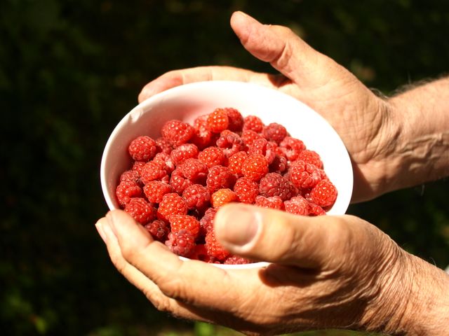 Senior person holding bowl overflowing with fresh raspberries in bright sunlight. Perfect for themes related to gardening, organic produce, healthy eating, back-to-nature lifestyle, and summer harvesting scenes. Useful for blogs, articles, or marketing materials focused on healthy foods, outdoor activities, and nutritional recipes.