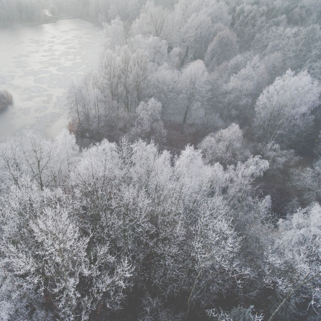 Aerial View of Frosty Trees in Winter Forest Near Frozen River - Download Free Stock Photos Pikwizard.com