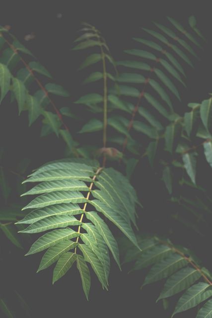 Close-Up of Green Tropical Leaves in Dark Background - Download Free Stock Photos Pikwizard.com
