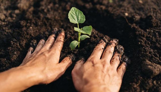 Hands pressing seedling into rich soil, nurturing new growth for sustainable gardening