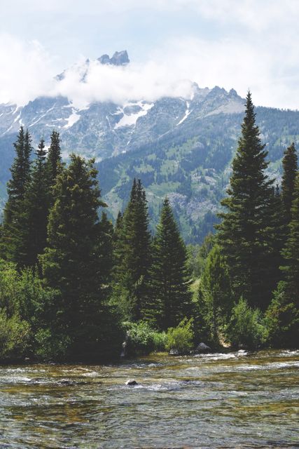 The serene mountain landscape features towering evergreen trees alongside a gentle river, set against a backdrop of snowcapped peaks beneath a partly cloudy sky. Ideal for use in travel brochures, nature blogs, environmental awareness campaigns, and inspirational posters, emphasizing natural beauty and tranquility.