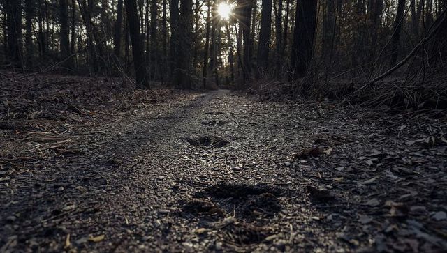 Low-angle forest trail with animal tracks, backlit sunflare and winding leading lines