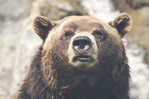 Majestic Grizzly Bear in Alpine Landscape