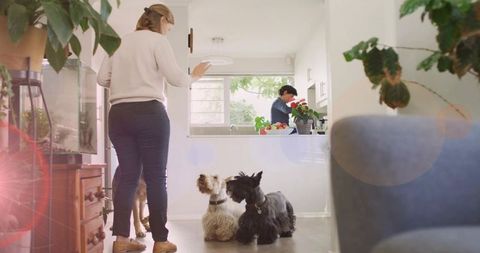 Woman serving treats to waiting terriers in sunlit open-plan kitchen morning routine