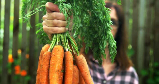 Mid section of caucasian woman holding carrots in garden with copy space. Hobby, gardening, lifestyle, relaxing, free time and domestic life concept, unaltered.