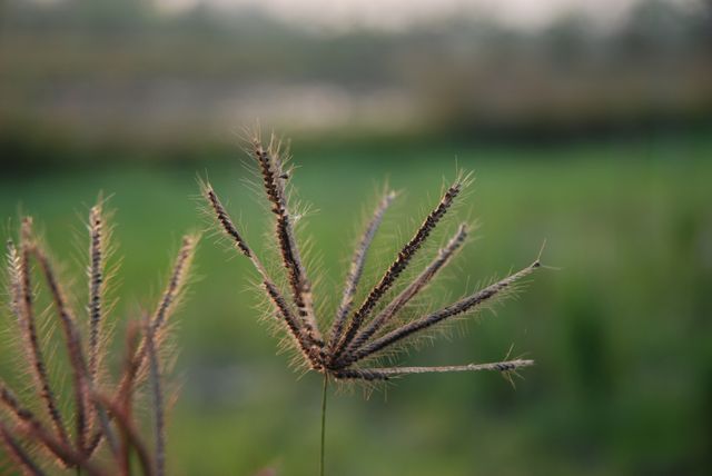 Close-up of Wild Grass Stem with Blurred Nature Background - Download Free Stock Photos Pikwizard.com