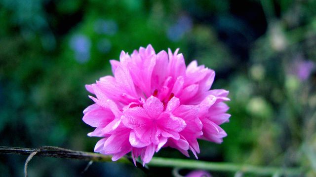Bright pink flower blooming in garden against a green background. Ideal for nature-themed projects, gardening promotions, floral designs, and outdoor living advertisements. Perfect for use in blogs, social media posts, and eco-friendly campaigns.