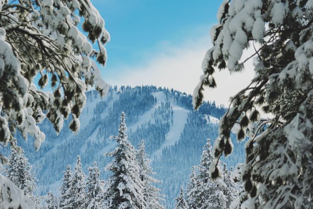 Snow-covered Pine Trees and Mountain Landscape - Download Free Stock Photos Pikwizard.com