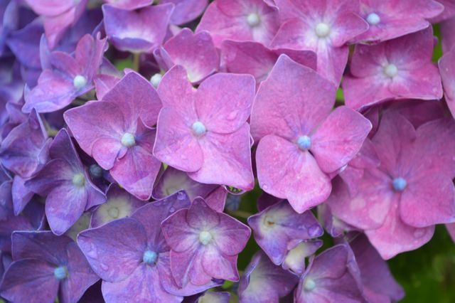 Close-Up of Vibrant Purple and Pink Hydrangea Blooms - Download Free Stock Photos Pikwizard.com