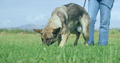German shepherd sniffing ground on leash beside owner in open green meadow