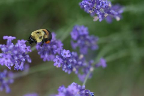Bumblebee Pollinating Lavender Flowers Gathering Pollen on Purple Blossoms