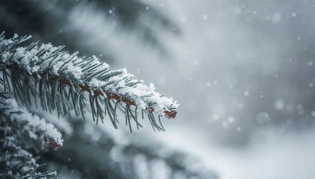 Snow-dusted evergreen branch in winter park closeup with frosted needles and falling snow