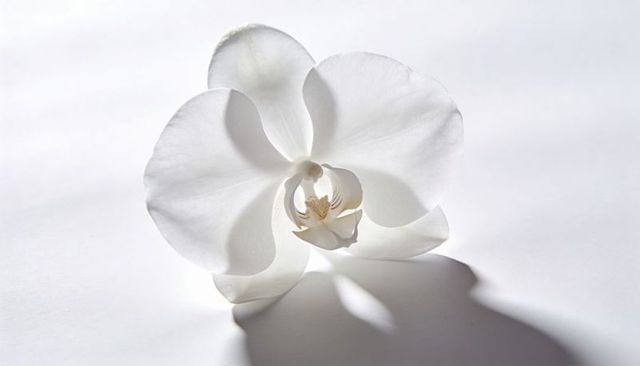 Serene white phalaenopsis orchid blossom on minimal white backdrop with soft shadow