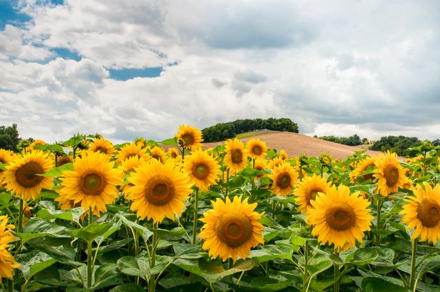 Sunflower Field Under Blue Sky with Clouds - Download Free Stock Photos Pikwizard.com