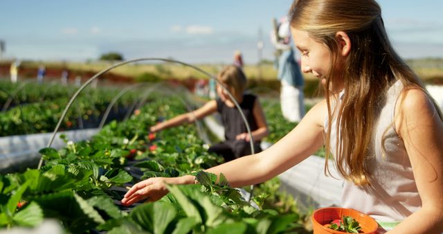 Teenage Caucasian girl picks strawberries at an outdoor farm. She enjoys a sunny day of fruit harvesting, learning about sustainable agriculture.