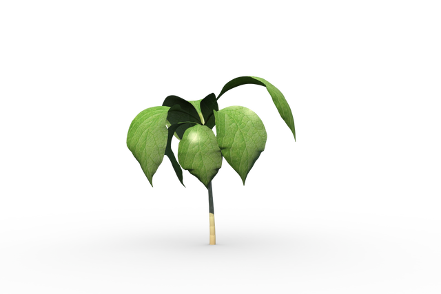 Transparent Green Seedling with Fresh Leaves - Download Free Stock Videos Pikwizard.com