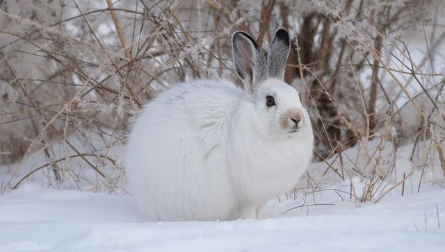 Snow hare resting in frosted winter meadow