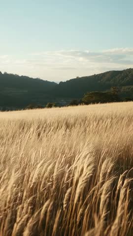Vertical footage showing golden wheat swaying in breeze across rolling valley at sunset