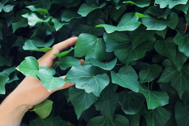 Hand exploring bright green ivy leaves, happens outdoors in a garden. Use this for nature, gardening, or natural health topics. Complements themes of exploration, connection with nature, and green energy.